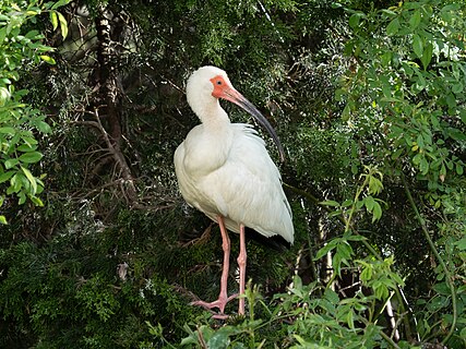 White ibis