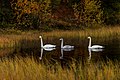 Whooper swans on Aarnilampi at Luosto, Sodankylä, Lapland, Finland, 2021 September - 2.jpg