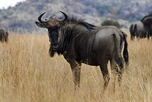 Wildebeest Steve Evans.jpg