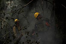 Wildfire fighters cutting down a tree using a chainsaw Wildfire fighter.jpg