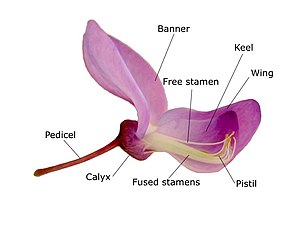 A flower of Wisteria sinensis, Faboideae: Example of flower structure for the subfamily Faboideae (two petals are removed to show the stamens and pistil.) Wisteria sinensis nobackground labels.jpg