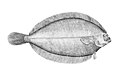 Arnoglossus scapha