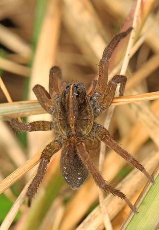 <i>Tigrosa helluo</i> Species of spider