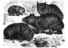 A drawing of four wombats