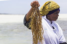 Mwanaisha holds up a healthy clump of seaweed. Then she holds up seaweed the farmers will not be able to use. A hard white substance grows on it - ice-ice disease, caused by higher ocean temperatures and intense sunlight.