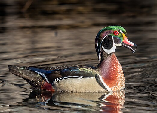 Wood duck drake in the Central Park Ramble