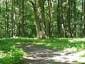 Tourist trail in the forest in the Wolin National Park (Poland)