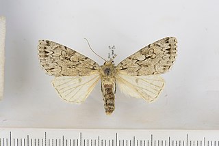 <i>Xestia sincera</i> Species of moth