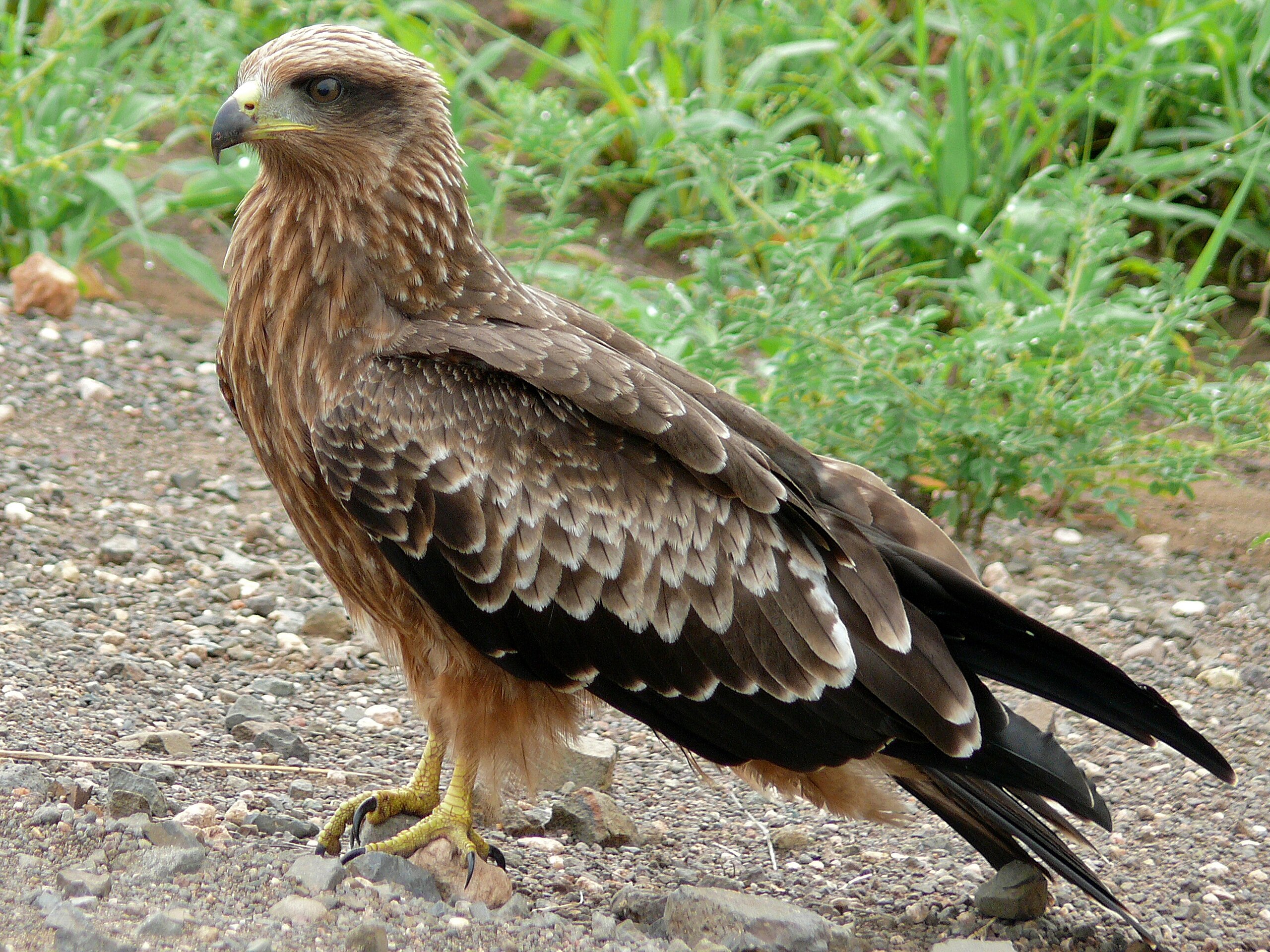 Yellow-billed Kite, Milvus aegyptius, with juvenile fighting and feeding on  a long-tailed (reed) cormorant. Microcarbo africanus, near Volcanic Lake  Stock Photo - Alamy