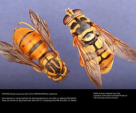 Yellow Jacket and Mimic (38196156136).jpg