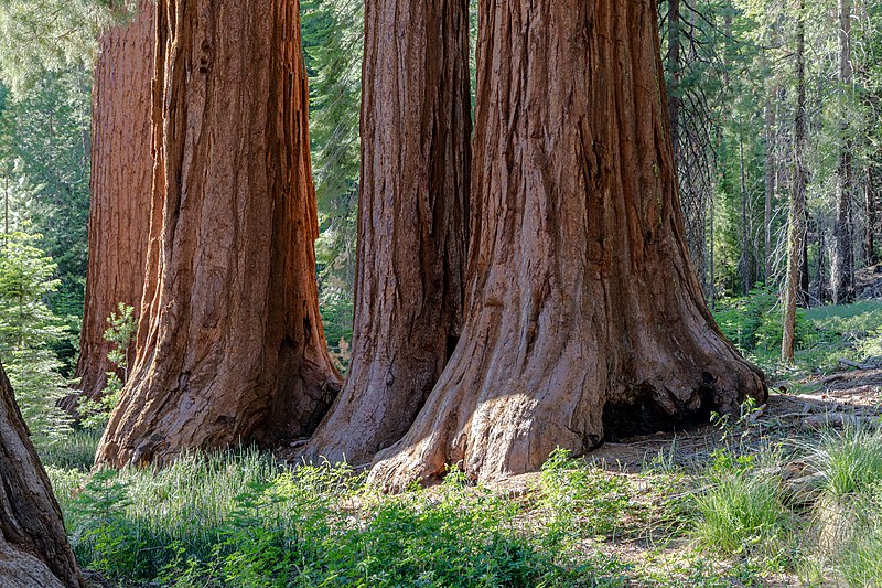 File:Yosemite National Park (CA, USA), Mariposa Grove of Giant Sequoias -- 2022 -- 2766-8.jpg