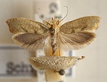 Ypsolopha.alpellus.mounted.jpg