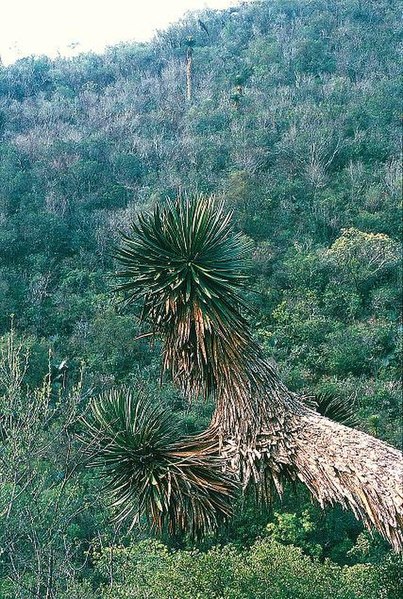 File:Yucca potosina fh 0386 MEX B.jpg