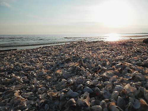 Bivalve Shells