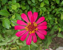 Zinnia Flower.jpg