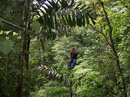 Ziplining through rainforest at San Lorenzo in San Ramón (canton)