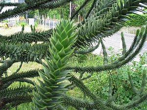 Twiigen faan't chileensk araukaarie (Araucaria araucana)