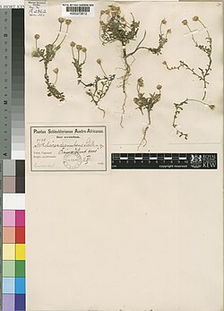 Specimen at RGB Kew