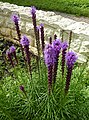 * Nomination Liatris spicata in Gatchina, Russia. --Екатерина Борисова 02:01, 23 July 2024 (UTC) * Promotion  Support Good quality. --Bgag 02:31, 23 July 2024 (UTC)