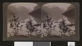 (76)-677- Lake Loen-fed by glaciers on its cloud-capped mountain shores-Norway stereografi - no-nb digifoto 20160513 00042 bldsa stereo 0156.jpg