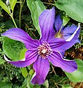 Miniatura para Clematis integrifolia