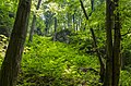 Habitat of Lopinga achine, Poland