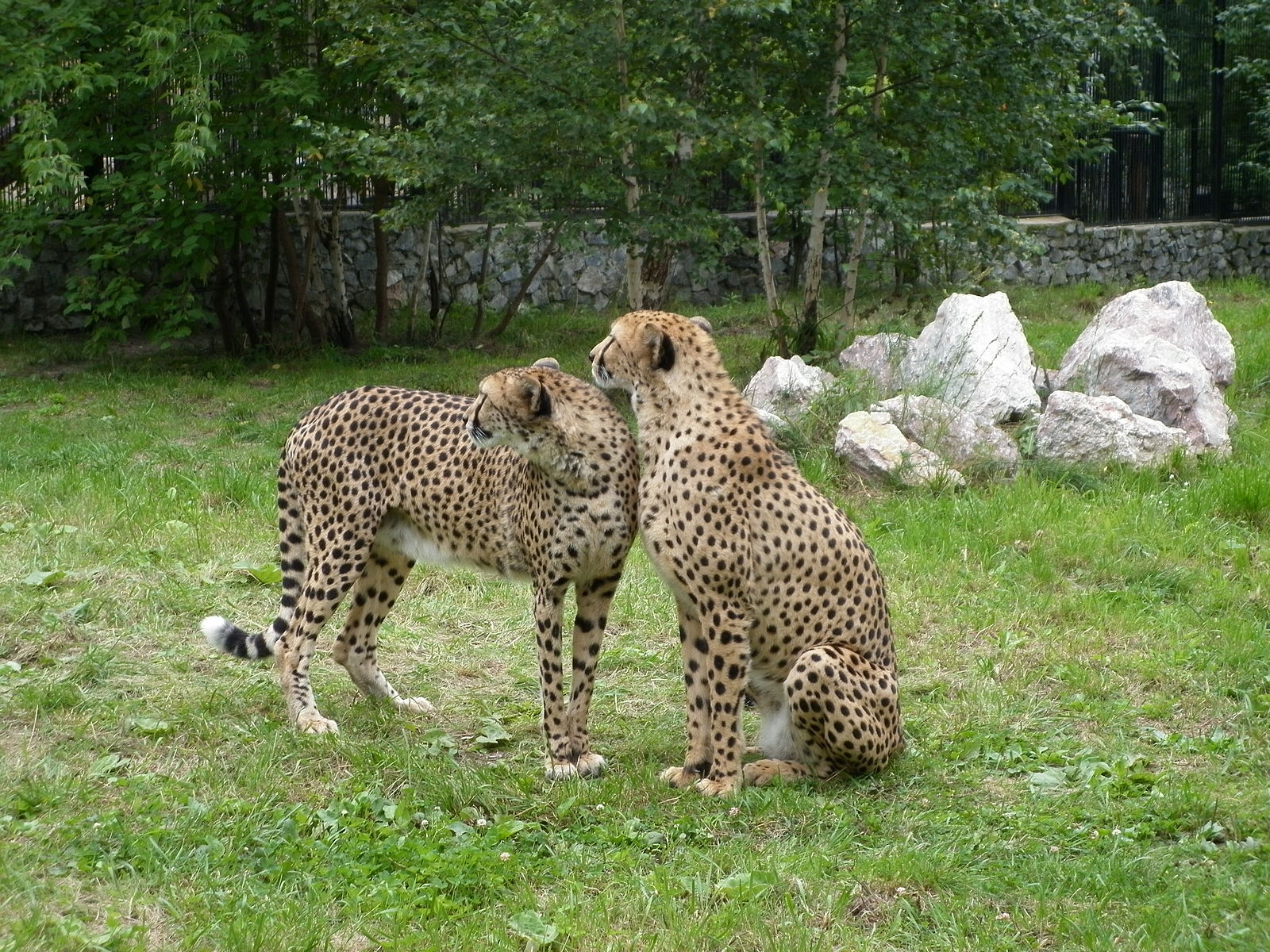 Животные новосибирского зоопарка