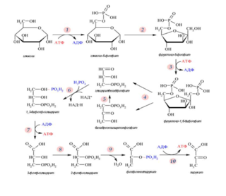 Гликолиза – реакции