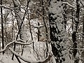Зима. Тальнівський парк. 19.jpg