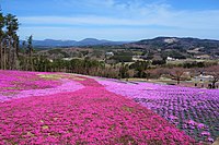 ジュピアランドひらた展望デッキからの芝桜