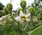 假煙葉樹(土煙葉) Solanum erianthum -香港塔門 Tap Mun, Hong Kong- (23650687250).jpg