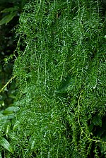 Miniatura para Asparagus cochinchinensis