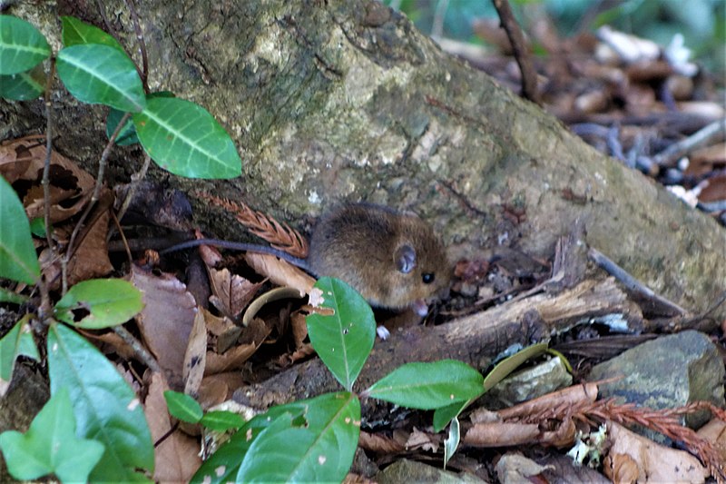 File:御殿山登山道に現れたカヤネズミ.jpg