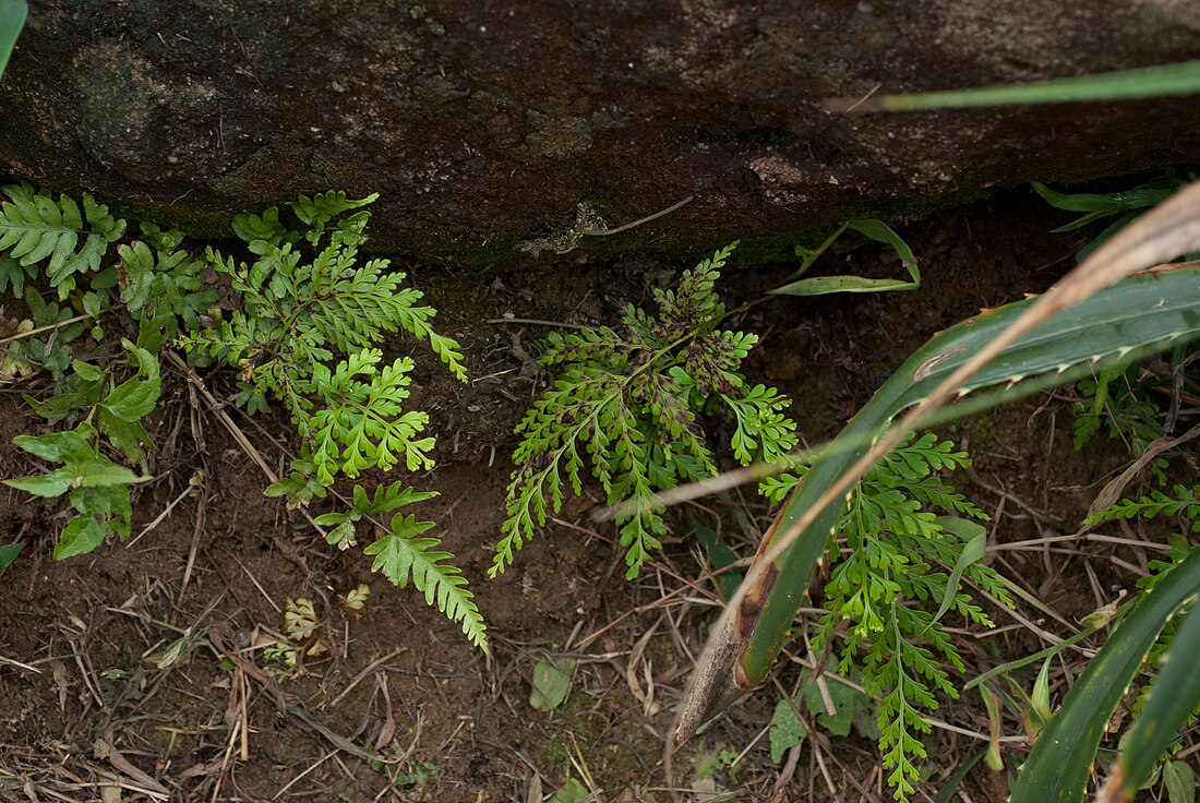 Odontosoria biflora