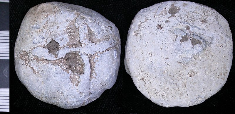 File:000CE5 medieval lead weight (FindID 106341).jpg