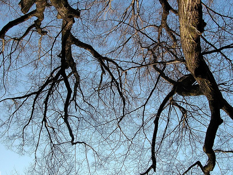 File:110 Lindenallee Ladendorf Winter Blick nach oben.jpg