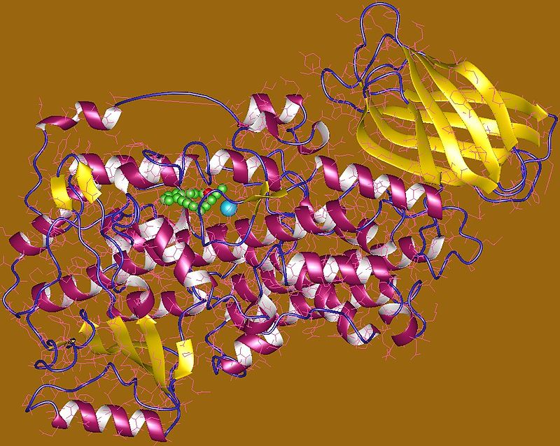 ALOX15 - Wikipedia