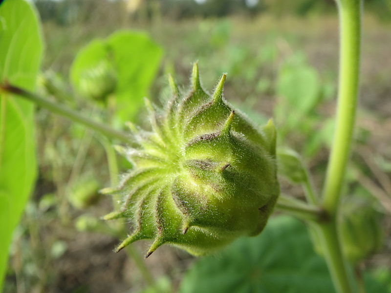 File:20130921Abutilon theophrasti06.jpg