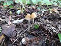 Thumbnail for File:2014-10-08 Psilocybe serbica M.M. Moser &amp; E. Horak 520414.jpg