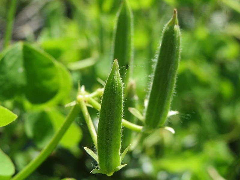 File:20140520Oxalis stricta4.jpg