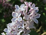 Syringa vulgaris flower close up