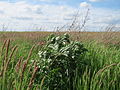 Beifuß zwischen dem Gras