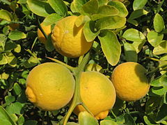 Citrus trifoliata (« citronnier épineux »)