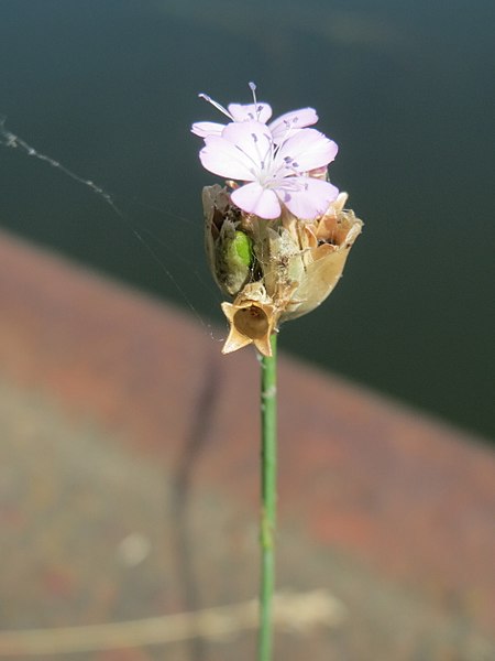 File:20170718Petrorhagia prolifera6.jpg