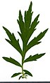 * Nomination Artemisia vulgaris. Leaf adaxial side. --Knopik-som 02:21, 26 September 2021 (UTC) * Promotion  Support Good quality -- Johann Jaritz 02:48, 26 September 2021 (UTC)