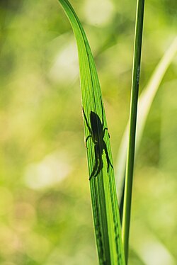 Spider hidden from my gaze behind a blade of grass