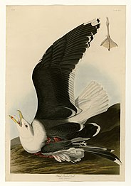 The Black-Backed Gull, #241