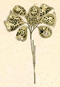 Campanella umbellaria