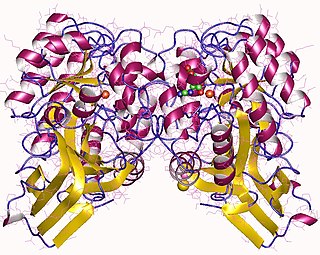 Imidazolonepropionase