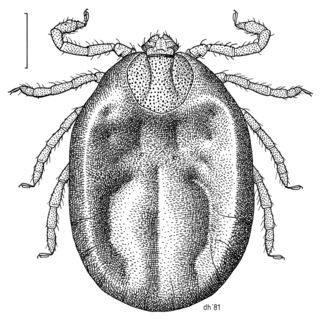 <i>Haemaphysalis longicornis</i> species of arachnid